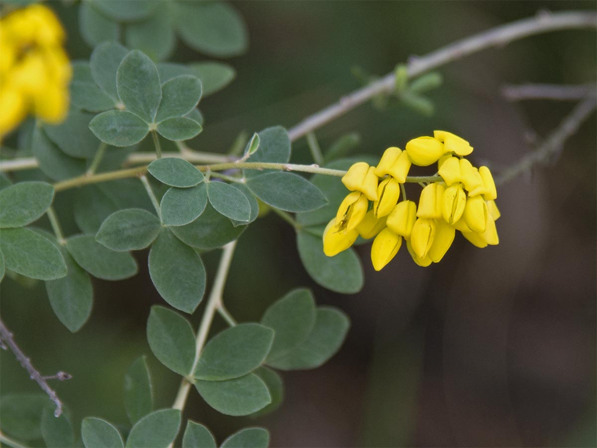 Cytisus nigricans